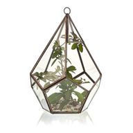 Szklane Terrarium - Duży Pięciobok