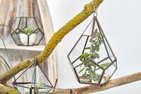 Szklane Terrarium - Duży Pięciobok