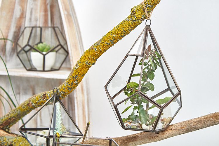 Szklane Terrarium - Duży Pięciobok
