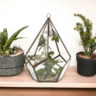 Szklane Terrarium - Duży Pięciobok