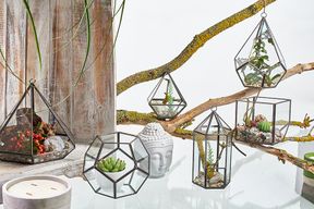 Szklane Terrarium - Sześcian