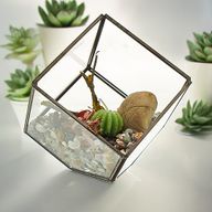 Szklane Terrarium - Sześcian