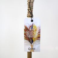 Trawa Rayung - Lawendowa - 1.6 m