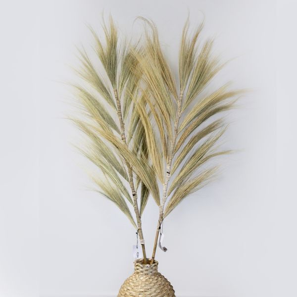 Trawa Rayung - Blond - 1.6 m