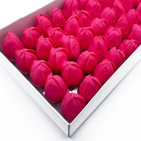 50x Tulipan Mydlany - Różany